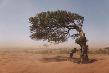 En Ambovombe, Madagascar, un niño pequeño se aferra a un árbol azotado por el viento para protegerse del viento arenoso de Tioka.