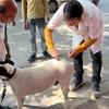 भारत में एक टीकाकरण अभियान के दौरान सफेद कोट पहने एक जन स्वास्थ्य कार्यकर्ता एक कुत्ते को रेबीज का टीका लगा रहा है, इस दौरान कुत्ते का मालिक और अन्य लोग भी मौजूद हैं।