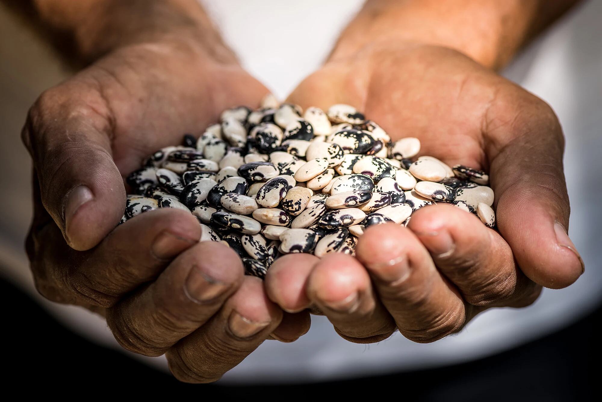 Agrobiodiversidade é destaque em exposição que celebra 80 anos da FAO