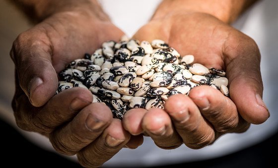 Agrobiodiversidade é destaque em exposição que celebra 80 anos da FAO