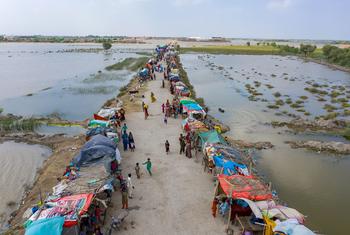 पाकिस्तान के सिन्ध प्रान्त में बाढ़ से प्रभावित एक रिहायशी इलाक़ा.