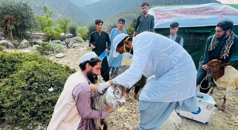 ایف اے او 'نقد برائے کام' پروگرام بھی شروع کر رہا ہے جس کے تحت مقامی مزدوروں کو مویشیوں کے باڑے تعمیر کرنے کے لیے روزگار دیا جائے گا۔