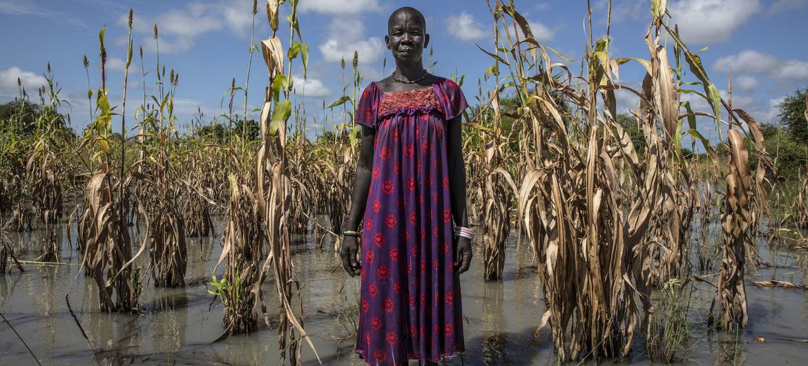 Harvests globally have been decimated by extreme weather events such as droughts and floods, like the one pictured above in South Sudan.