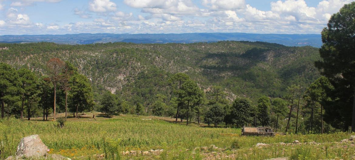 Alianza Sierra Madre ha logrado la protección estatal de más de 30 mil hectáreas de bosque de pino Encino.