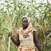 Uma jovem está em um campo de sorgo, segurando um pedaço de madeira. Ela usa um lenço estampado na cabeça e um vestido de cor clara.