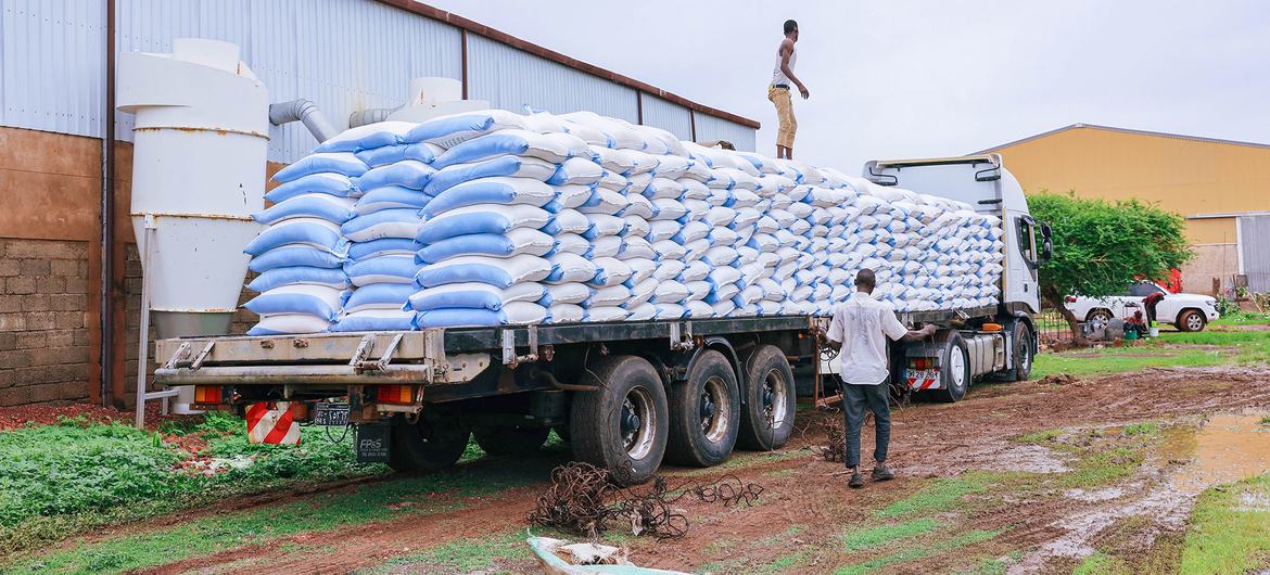 FAO staff in Gedaref facilitate the transportation of seed to Kordofan and Darfur in Sudan.