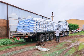 FAO staff in Gedaref facilitate the transportation of seed to Kordofan and Darfur in Sudan.