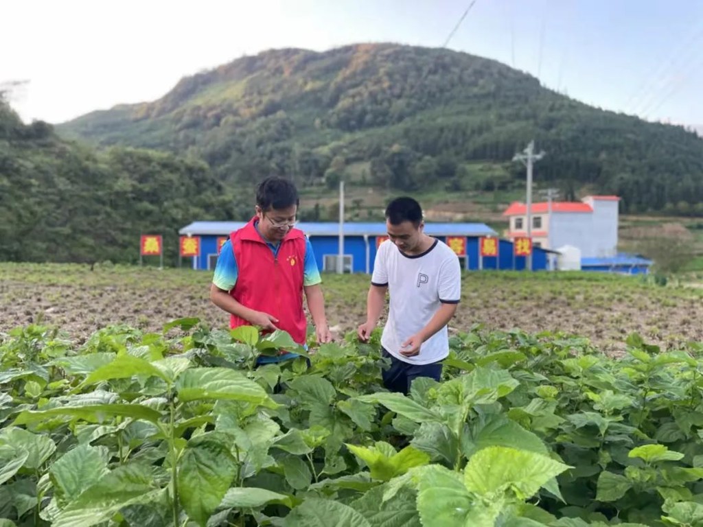 农业发展银行总行定点帮扶广西隆林县水洞村发展桑蚕产业。