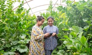 Mpango wa vijiji vya kidijitali nchini Uzbekistan ambao  unafadhiliwa na FAO umeleta mapinduzi makubwa kwenye kilimo cha mabandani na kuinua vipato hasa kwa wanawake.