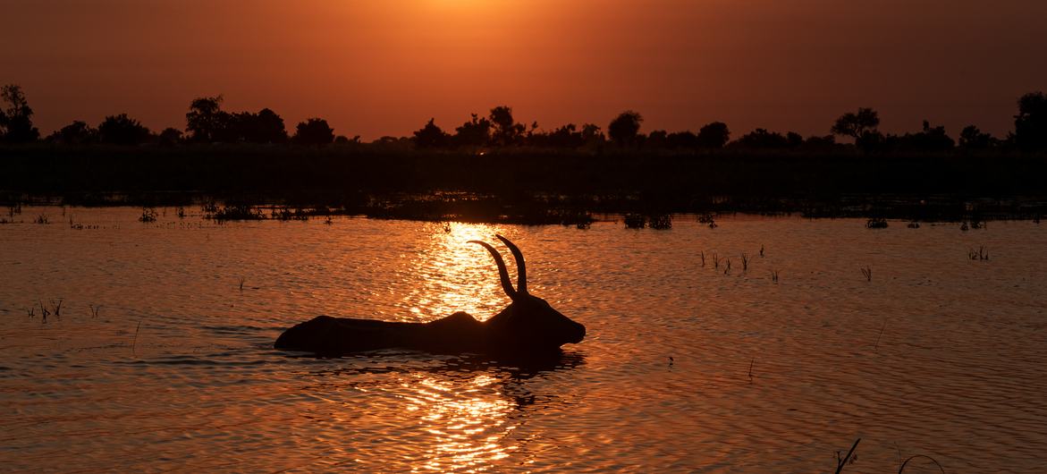Silhouette of an antelope standing in water during sunset