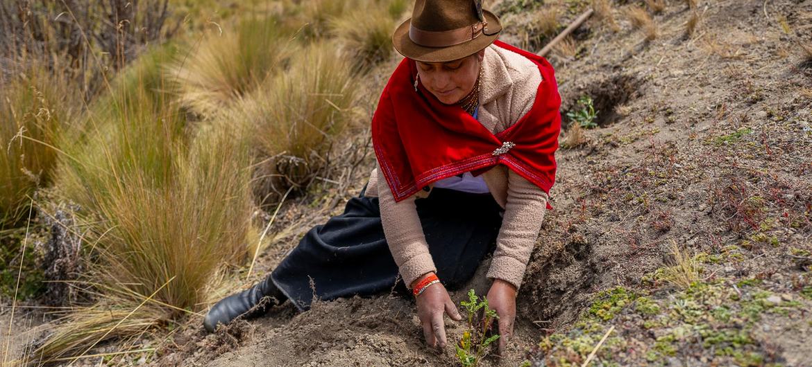 Una mujer ayuda a restaurar tierras degradadas en Ecuador.
