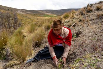 Una mujer ayuda a restaurar tierras degradadas en Ecuador.