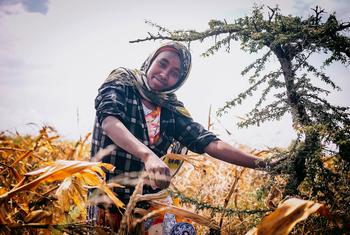 A restauração de terras é um caminho fundamental para alcançar a segurança alimentar de pessoas vulneráveis que vivem na África.