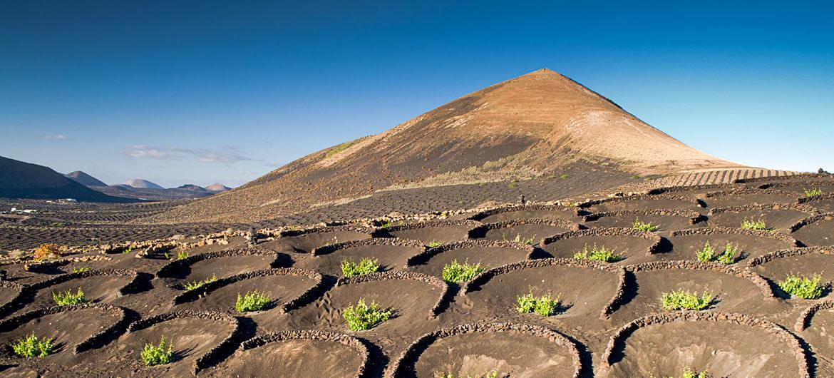Agriculture in volcanic soils in the Lanzarote and Chinijo Islands UNESCO Global Geopark in Spain.