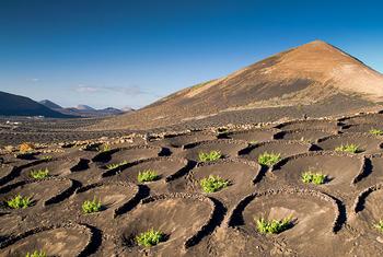 Agriculture in volcanic soils in the Lanzarote and Chinijo Islands UNESCO Global Geopark in Spain.