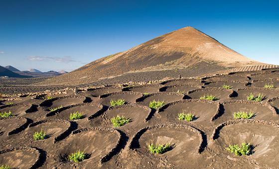  Agriculture in volcanic soils in the Lanzarote and Chinijo Islands UNESCO Global Geopark in Spain.