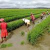 مشروع الفاو للتعاون فيما بين بلدان الجنوب بين الصين ومدغشقر، من أجل المساعدة على الحصول على أنواع متنوعة من الأرز ذات إنتاجية أفضل. 