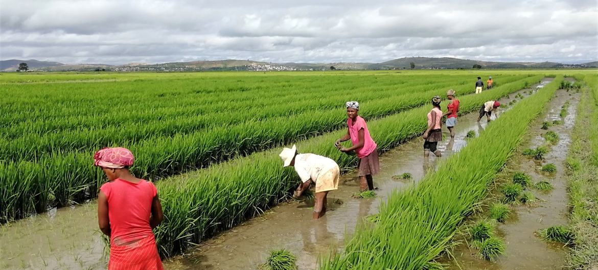 مشروع الفاو للتعاون فيما بين بلدان الجنوب بين الصين ومدغشقر، من أجل المساعدة على الحصول على أنواع متنوعة من الأرز ذات إنتاجية أفضل. 