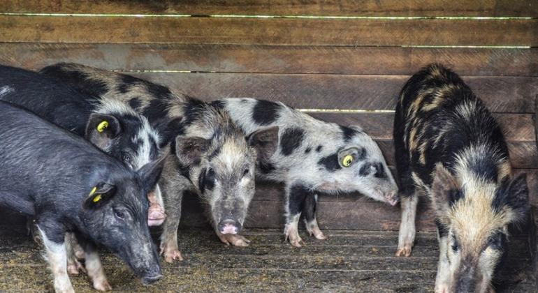 निपाह वायरस का संक्रमण, सुअरों और चमगादड़ों जैसे जानवरों के सम्पर्क में आने से, इनसानों में फैलता है.