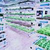 Fileiras de mudas crescem em uma moderna instalação de cultivo vertical com sistemas hidropônicos.