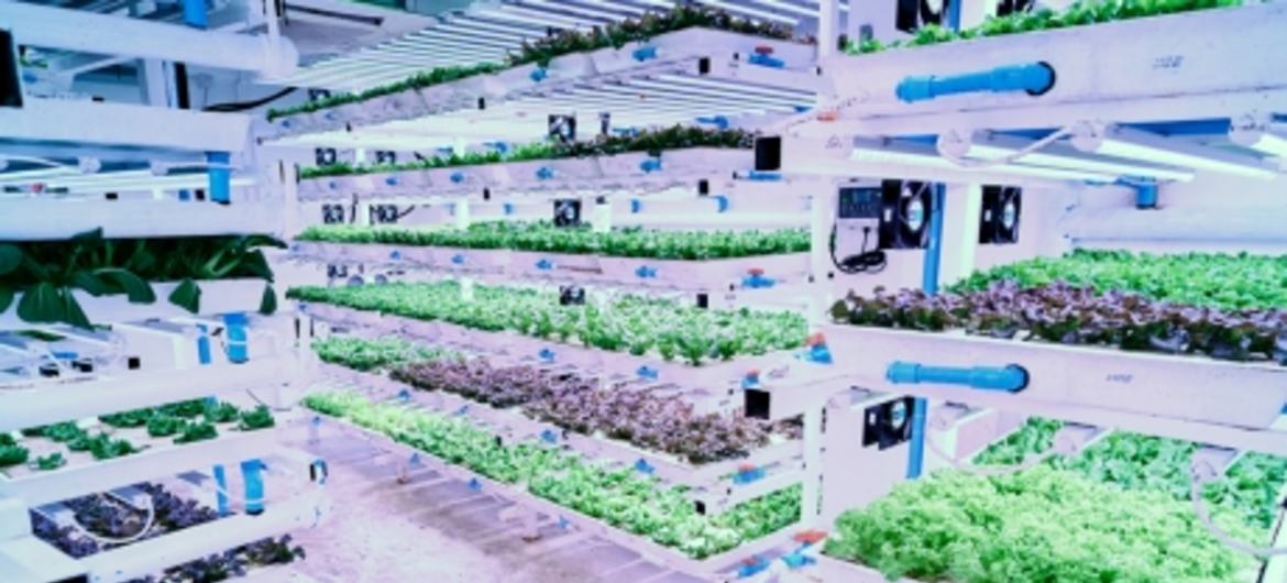 Fileiras de mudas crescem em uma moderna instalação de cultivo vertical com sistemas hidropônicos.