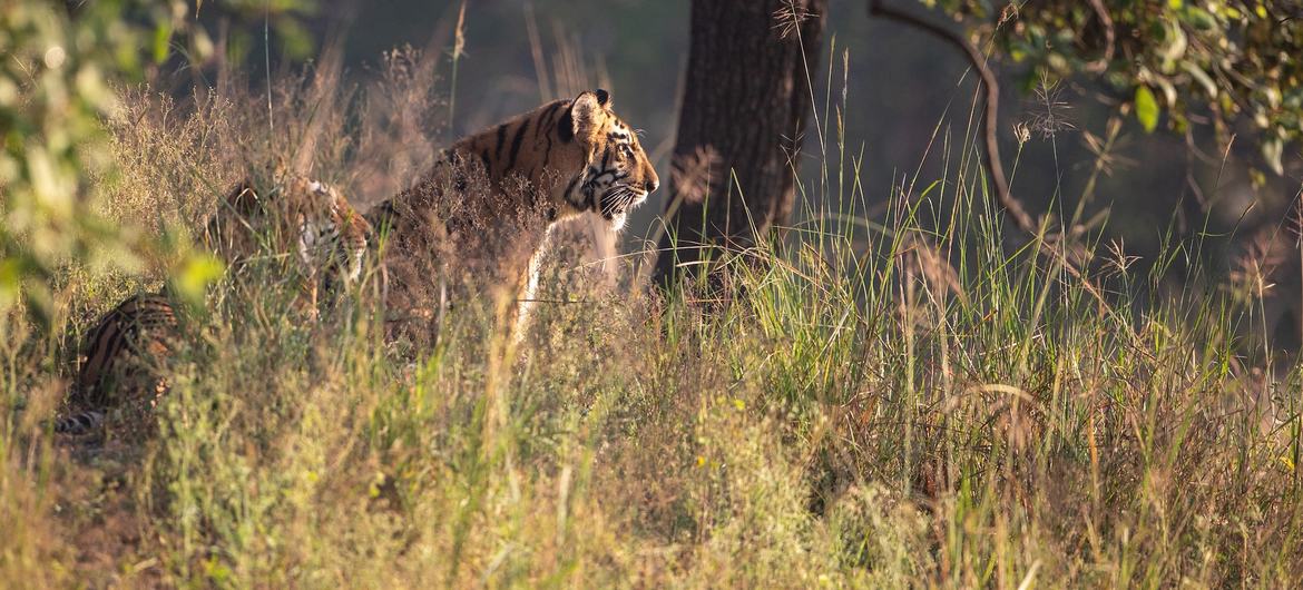 Um tigre-de-bengala está em pé na grama alta perto de uma árvore no Parque Nacional de Tadoba, na Índia.