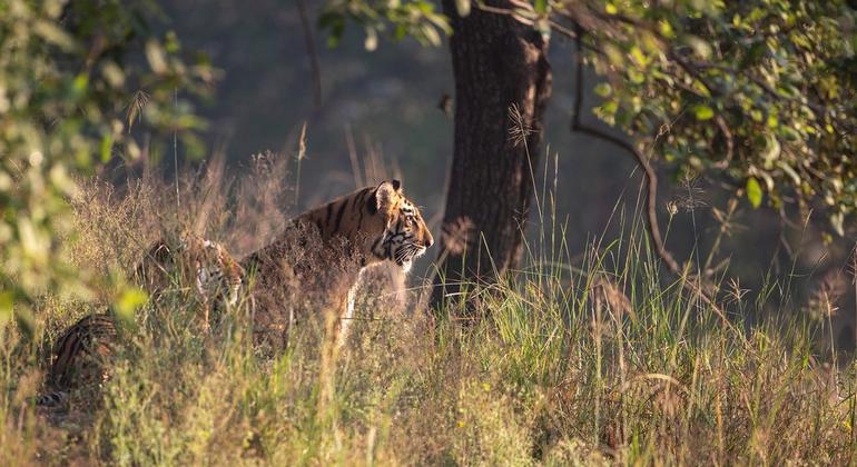 Two Bengal Tigers were seen in the Tadoba National Park in India. Two Bengal Tigers were seen in the Tadoba National Park in India.