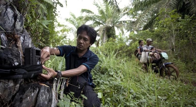 Sumatra Tiger Protection Attempt to Bookit Turan Celotan National Park in Malaysia. Sumatra Tiger Protection Attempt to Bookit Turan Celotan National Park in Malaysia.