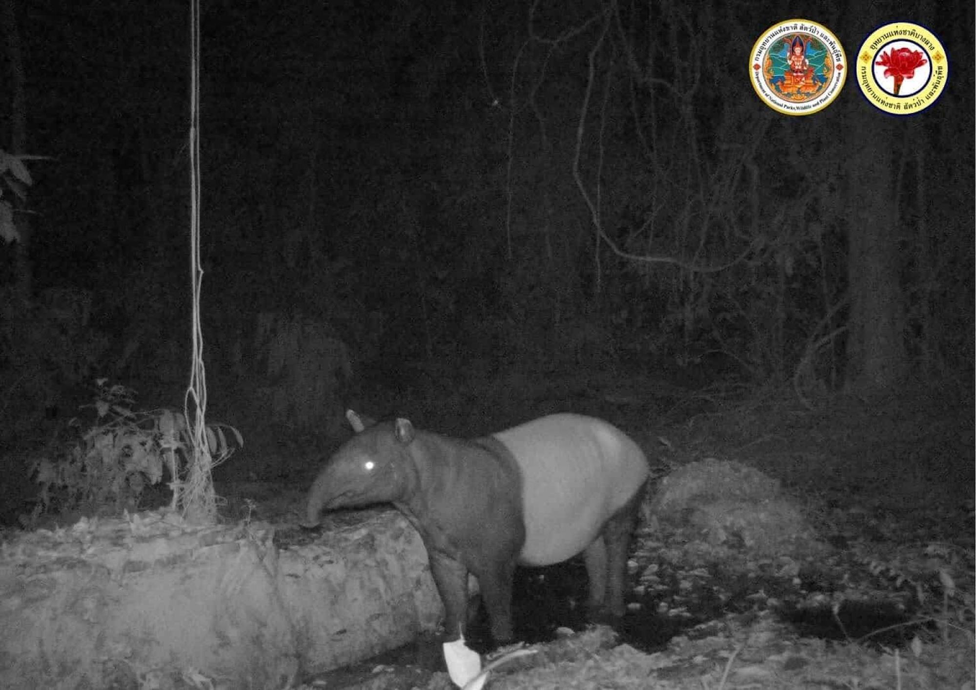 Tapi appeared in the camera trap. Tapi appeared in the camera trap.