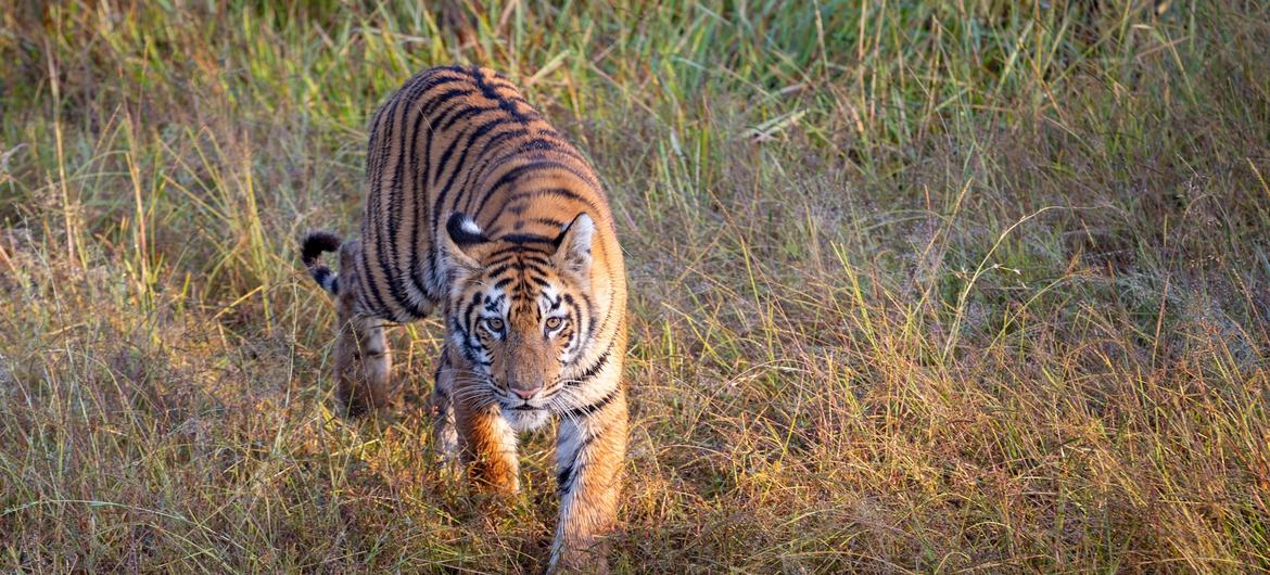 भारत के ताडोबा राष्ट्रीय उद्यान में बंगाल टाइगर.