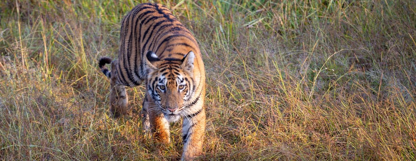 भारत के ताडोबा राष्ट्रीय उद्यान में बंगाल टाइगर.