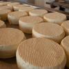 Rodas redondas de queijo Minas são dispostas em uma bandeja de metal durante o processo de maturação.