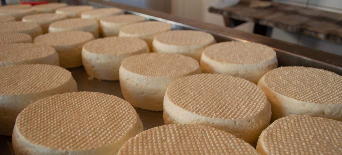 Modo Tradicional de Fazer Queijo Minas Artesanal, em Minas Gerais, foi inscrito na Lista do Patrimônio Imaterial da Unesco