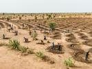  En Senegal, las medias lunas son estructuras semicirculares utilizadas para rehabilitar los suelos áridos y recoger el agua de lluvia de escorrentía.