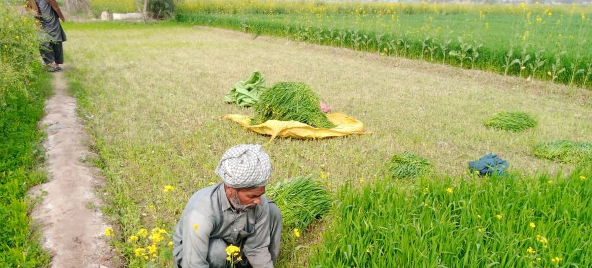 چھوٹے پیمانے پر کاشت کاری اور جدت کے فقدان کے باعث زرعی شعبے کی استعداد متاثر ہو رہی ہے۔