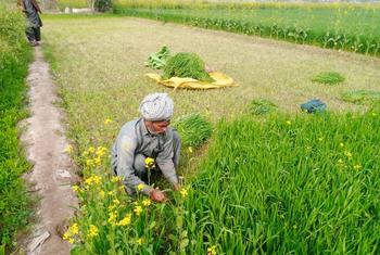Le secteur agricole pakistanais souffre d’inefficacité due à des opérations à petite échelle et à un manque de modernisation.