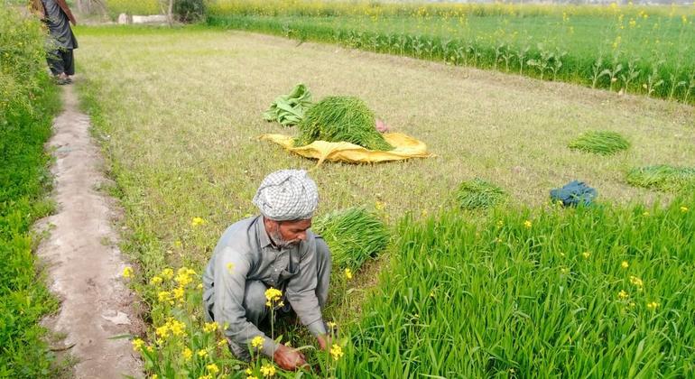 Le secteur agricole pakistanais souffre d’inefficacité due à des opérations à petite échelle et à un manque de modernisation.