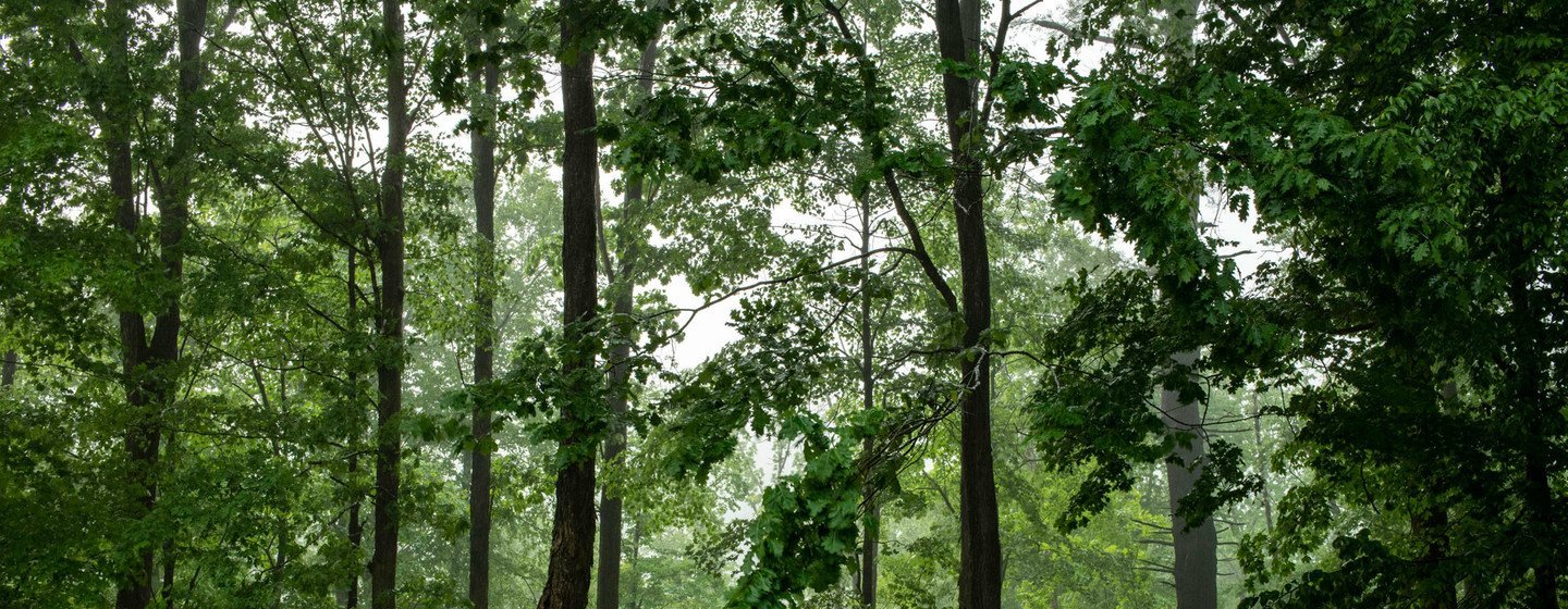 Calm sets in following a rainstorm in a forest in New York state.