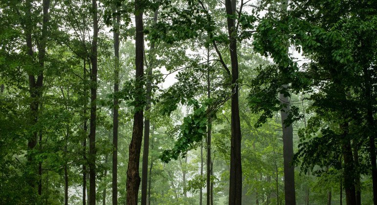 В лесах планеты произрастают 60 000 пород деревьев.