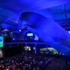 The iconic blue whale looms over the Milstein Hall of Ocean Life at the American Museum of Natural History.