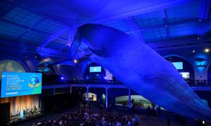 The iconic blue whale looms over the Milstein Hall of Ocean Life at the American Museum of Natural History.