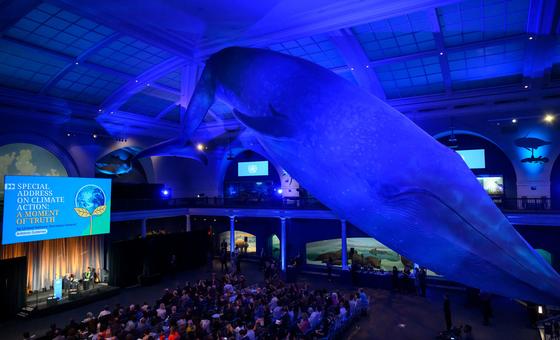 A icônica baleia azul paira sobre o Milstein Hall of Ocean Life no Museu Americano de História Natural, onde o Secretário-Geral António Guterres fez um discurso especial sobre ação climática.