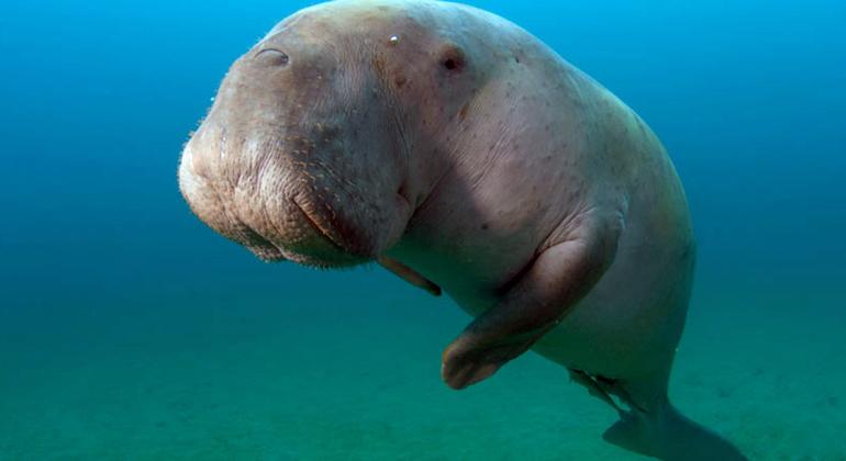 儒艮是一种大型海洋哺乳动物，因其以草食为主，性情温和。