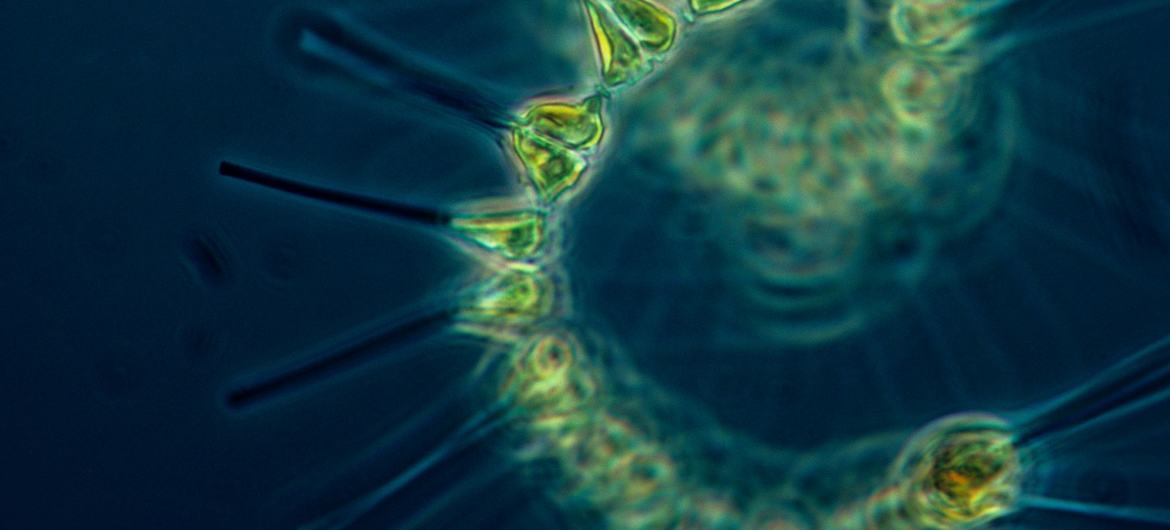 Опасность биологического оружия заключается в его способности стремительно, но тихо и незаметно распространяться среди населения.