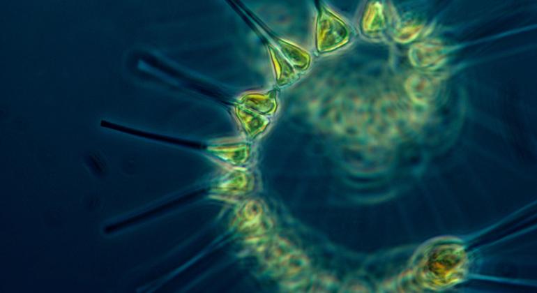 Опасность биологического оружия заключается в его способности стремительно, но тихо и незаметно распространяться среди населения.