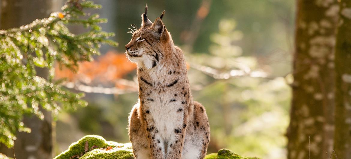 A lynx, a medium sized wild cat, in the Julian Alps Transboundary Biosphere Reserve that spans Italy, Slovenia.