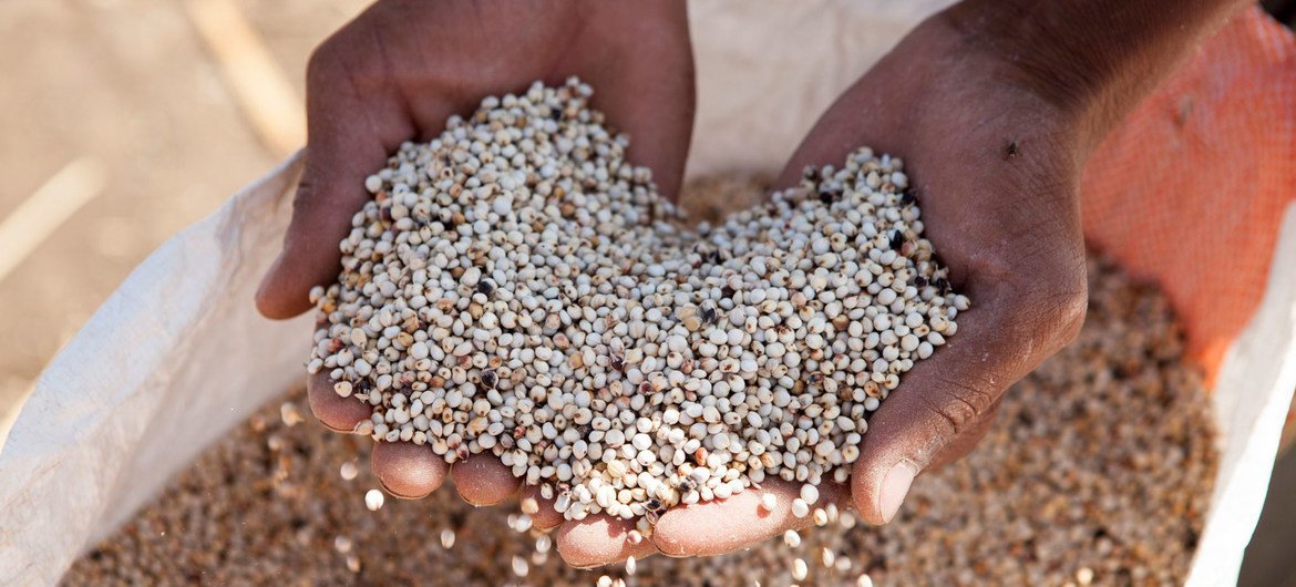 Under the plan, FAO will distribute seeds and other farm necessities to support farmers and boost yields.