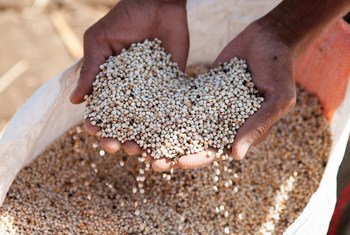 Under the plan, FAO will distribute seeds and other farm necessities to support farmers and boost yields.