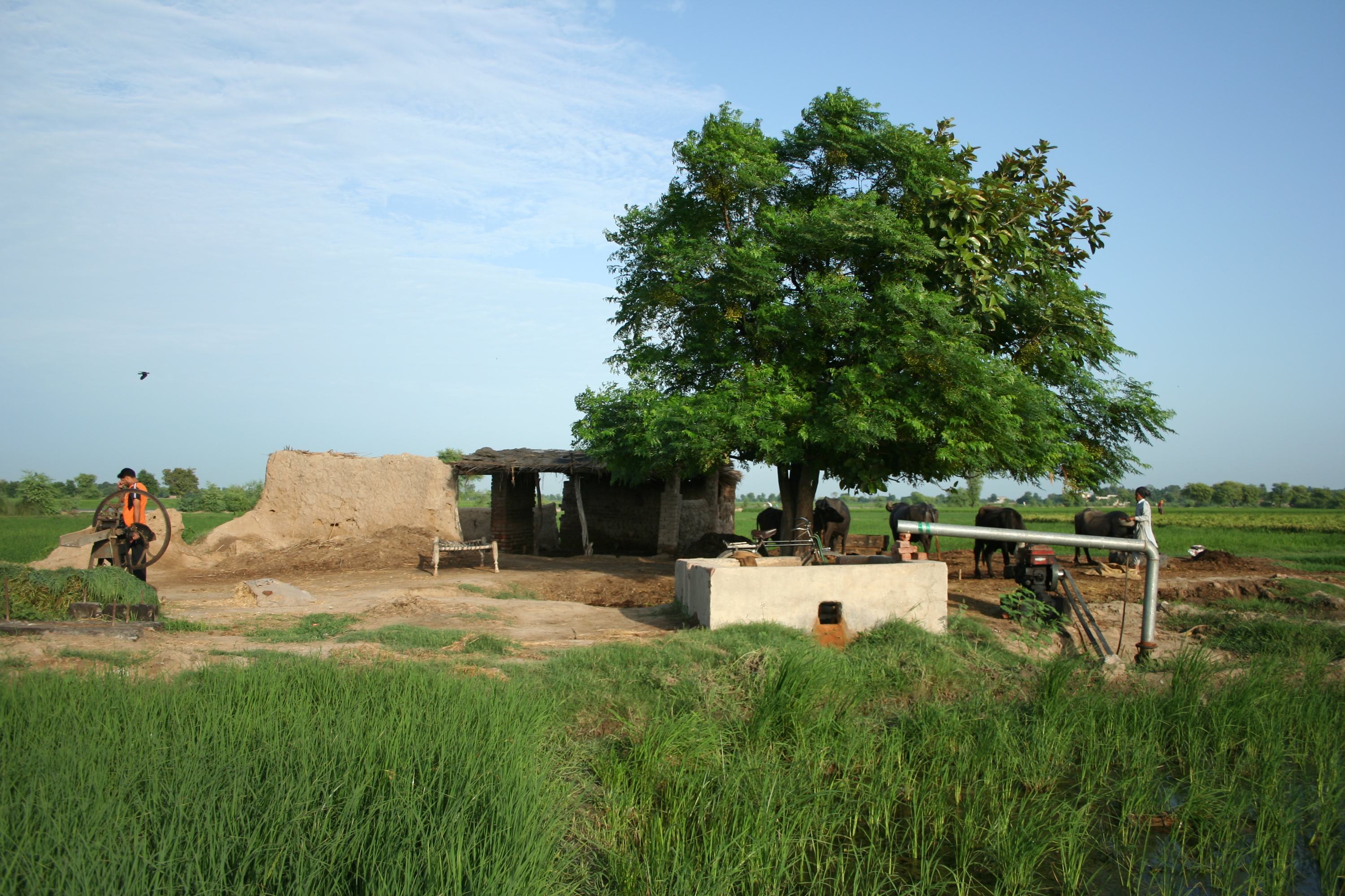 موسمیاتی تبدیلی کے باعث جنوبی پنجاب اور جنوب مشرقی سندھ میں لوگوں کو بہت سے ماحولیاتی، معاشی اور سماجی مسائل کا سامنا ہے۔ 