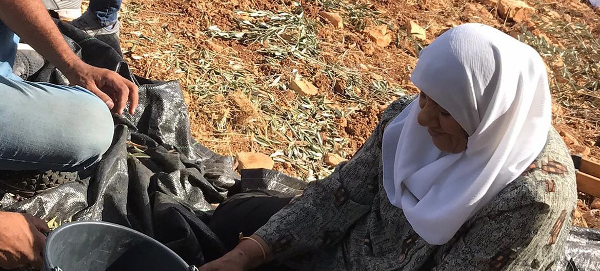 Una mujer palestina cosecha aceitunas en el territorio palestino ocupado. 